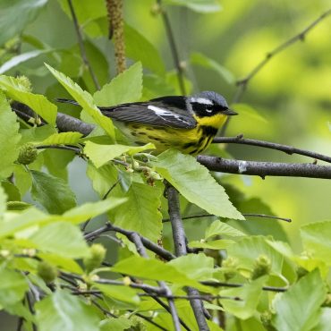 Magnolia Warbler at Papillion, Sarpy Co 12 May 2018 by Phil Swanson