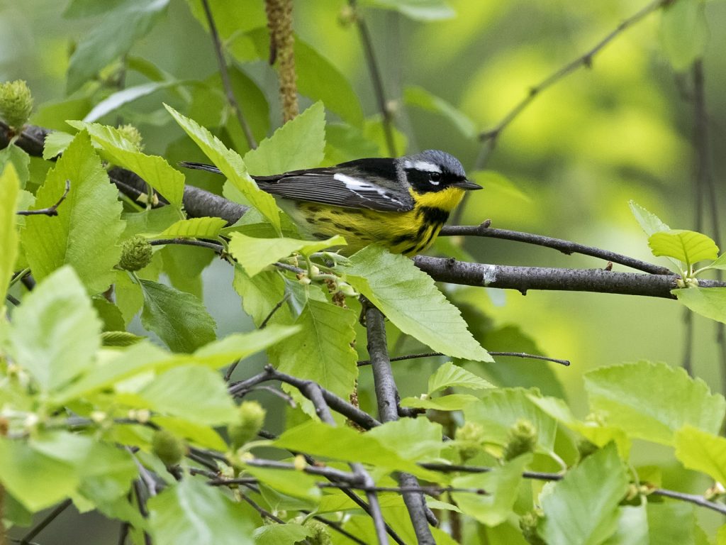 Magnolia Warbler at Papillion, Sarpy Co 12 May 2018 by Phil Swanson
