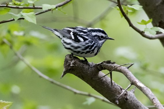Black-and-white Warbler at Papillion, Sarpy Co 12 May 2018 by Phil Swanson