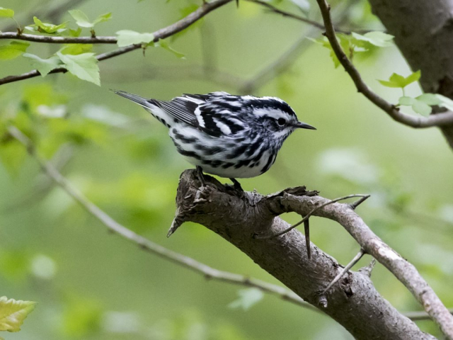 Black-and-white Warbler at Papillion, Sarpy Co 12 May 2018 by Phil Swanson