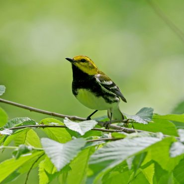 Black-throated Green Warbler in Sarpy Co 15 May 2018 by Phil Swanson
