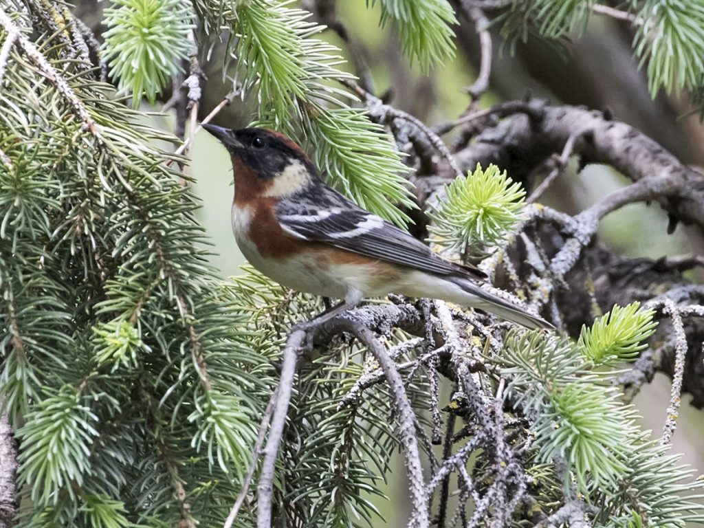 Bay-breasted Warbler at Papillion, Sarpy Co 15 May 2018 by Phil Swanson