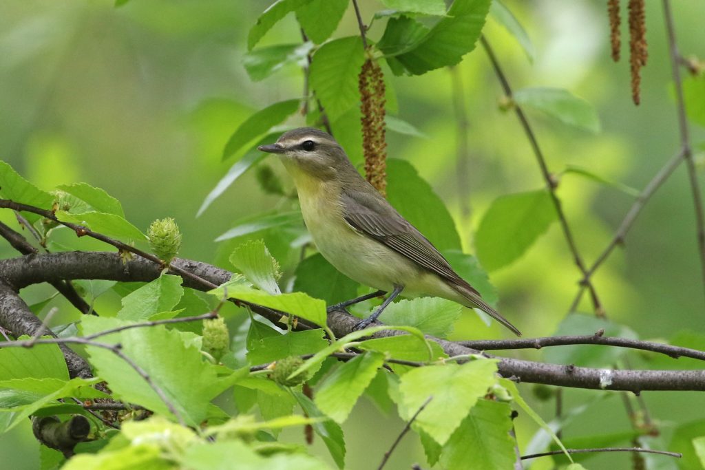 Philadelphia Vireo at Papillion, Sarpy Co 15 May 2018 by Phil Swanson