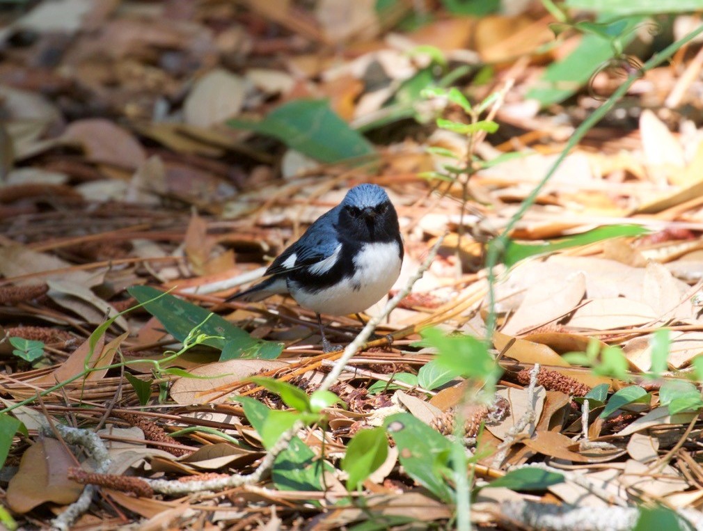 Black-throated Blue Warbler at Omaha, Douglas Co mid-May circa 2015 by Richard Pouchert