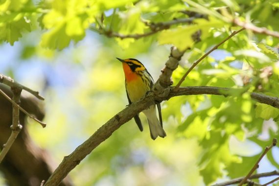 Blackburnian Warbler at Fontenelle Forest, Sarpy Co 12 May 2017 by Phil Swanson