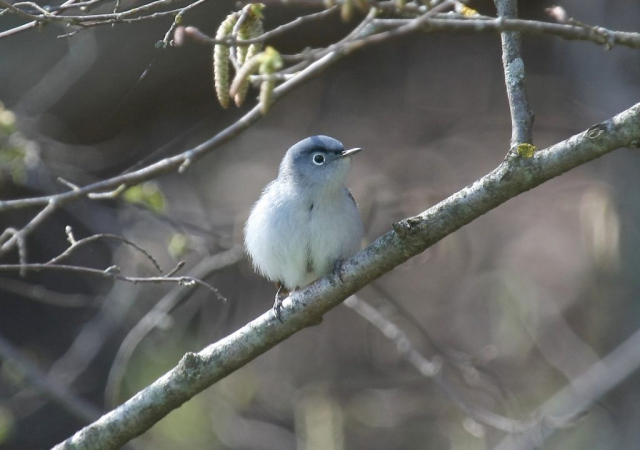 Blue-gray Gnatcatcher at Fontenelle Forest, Sarpy Co 30 Apr 2008 by Phil Swanson