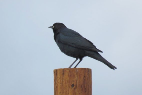Brewer’s Blackbird in Sowbelly Canyon, Sioux Co 16 May 2017 by Michael Willison