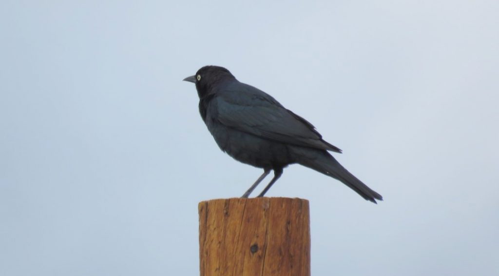 Brewer’s Blackbird in Sowbelly Canyon, Sioux Co 16 May 2017 by Michael Willison