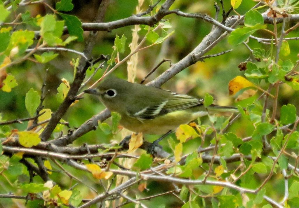 Cassin’s Vireo at the Gering Cemetery, Scotts Bluff Co 4 Sep 2017 by Michael Willison