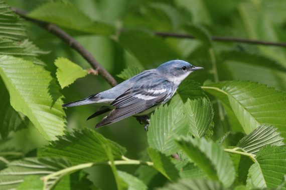 Cerulean Warbler at Hummel Park, Douglas Co 22 May 2005 by Phil Swanson