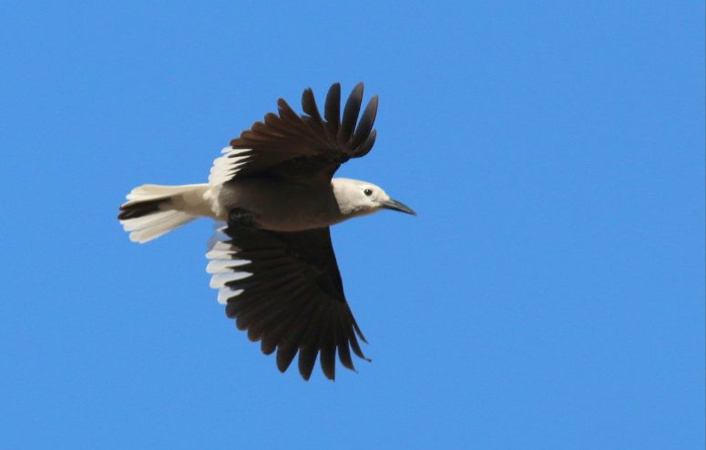 CLARK'S NUTCRACKER - Birds of Nebraska - Online