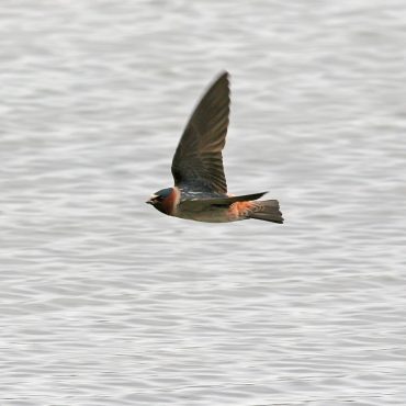 Cliff Swallow at the Platte River near Louisville, Cass County 14 May 2016 by Phil Swanson