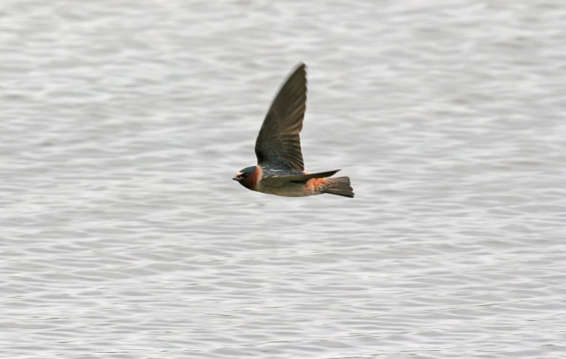 Cliff Swallow at the Platte River near Louisville, Cass County 14 May 2016 by Phil Swanson