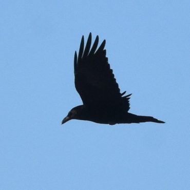 Common Raven in Sioux Co 3 Jan 2021 by Caleb Strand