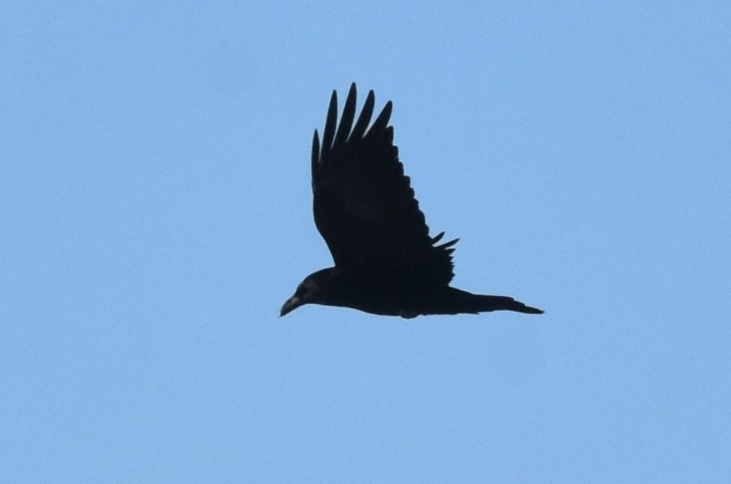 Common Raven in Sioux Co 3 Jan 2021 by Caleb Strand