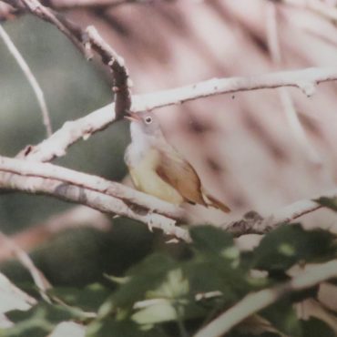 Connecticut Warbler near Chambers, Holt Co 25 May 1988 by Loren “Bub” Blake. The photograph was originally submitted to the Nebraska Ornithologists’ Union Records Committee and was provided by Mark A. Brogie.