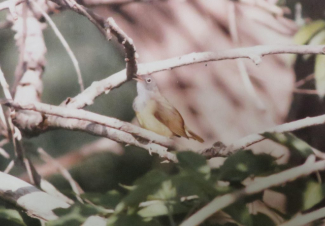 Connecticut Warbler near Chambers, Holt Co 25 May 1988 by Loren “Bub” Blake.  The photograph was originally submitted to the Nebraska Ornithologists’ Union Records Committee and was provided by Mark A. Brogie.