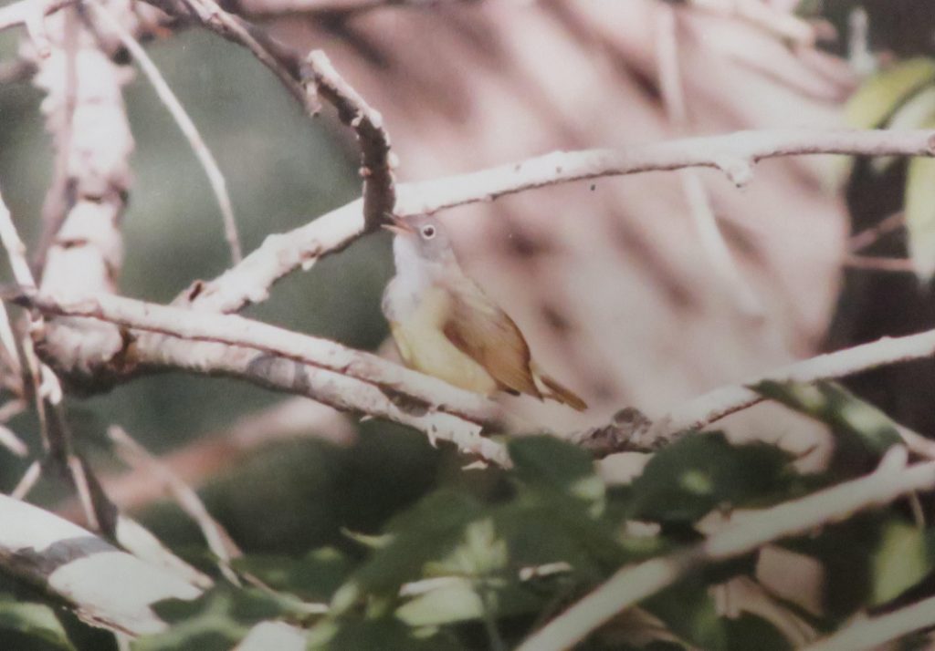 Connecticut Warbler near Chambers, Holt Co 25 May 1988 by Loren “Bub” Blake.  The photograph was originally submitted to the Nebraska Ornithologists’ Union Records Committee and was provided by Mark A. Brogie.