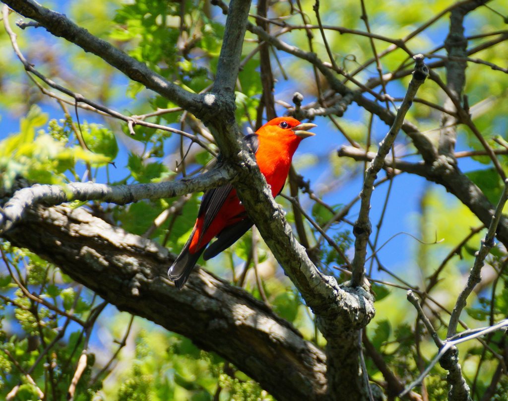 Scarlet Tanager at Platte River SP May 2016 by Joel G. Jorgensen