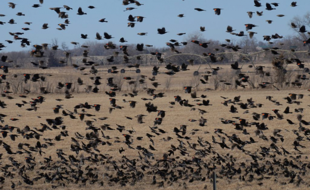 Red-winged Blackbird flock in Merrick Co by Joel G. Jorgensen