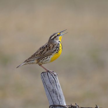 Western Meadowlark in Sioux Co Apr 2015 by Joel G. Jorgensen