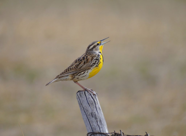 Western Meadowlark in Sioux Co Apr 2015 by Joel G. Jorgensen