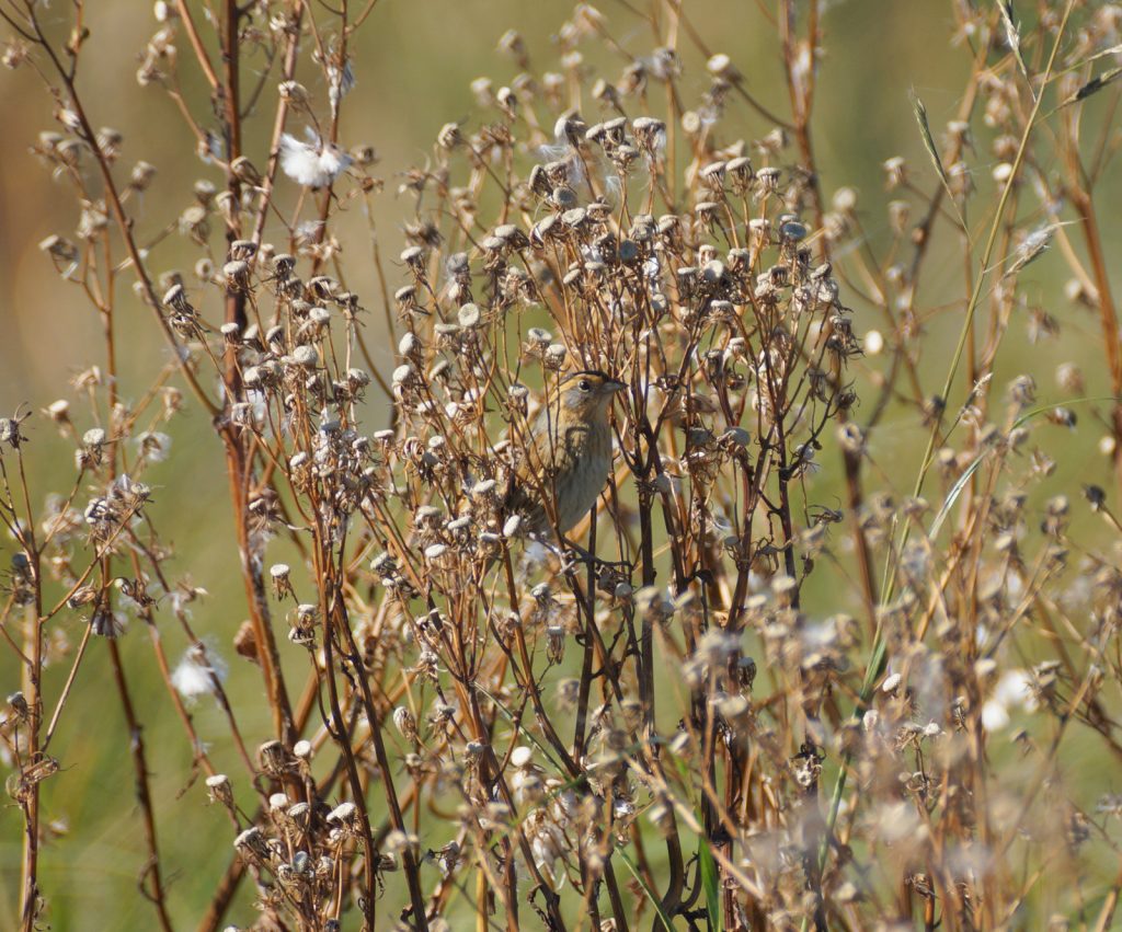 Nelson's Sparrow at Marsh Wren Community Wetlands, Lancaster Co by Joel G. Jorgensen