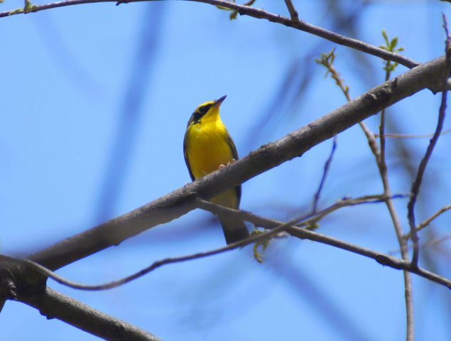 Kentucky Warbler at Indian Cave SP, Richardson Co May by Joel G. Jorgensen