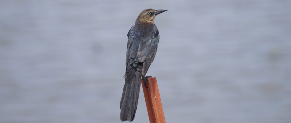 GREAT-TAILED GRACKLE - Birds of Nebraska - Online