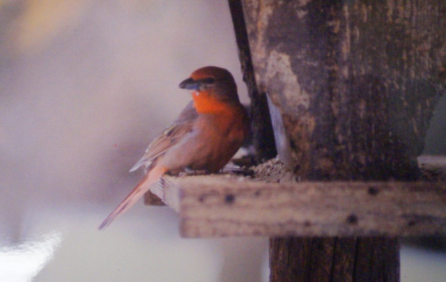 Hepatic Tanager at West Point, Cuming Co 6 Jan 1999 by Loren and Babs Padelford