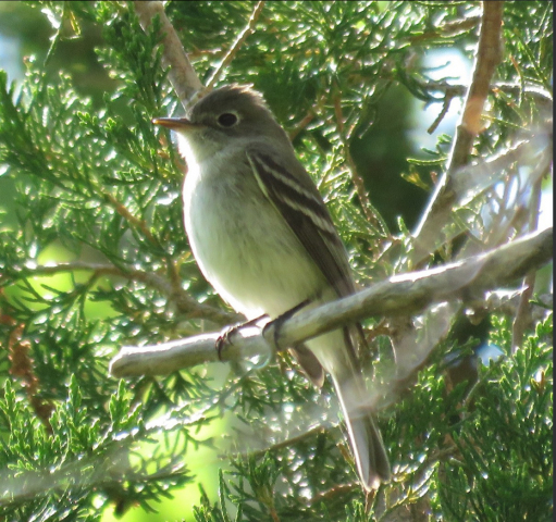 Dusky Flycatcher at Rock Creek SRA, Dundy Co 13 May 2017 by Michael Willison