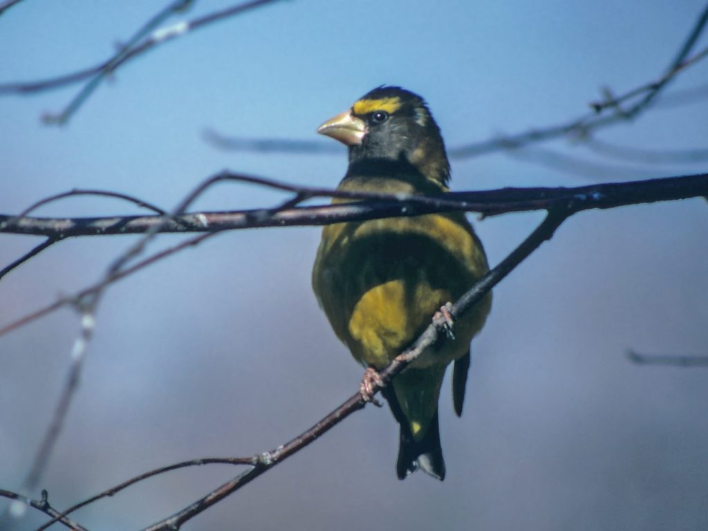 Evening Grosbeak at Fontenelle Forest, Sarpy Co 19 Nov 1983 by Phil Swanson