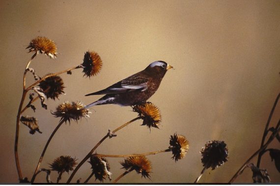 Gray-crowned Rosy-Finch in Dawes Co 29 Dec 1996 by John Sullivan