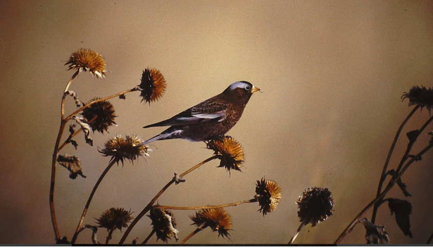 Gray-crowned Rosy-Finch in Dawes Co 29 Dec 1996 by John Sullivan