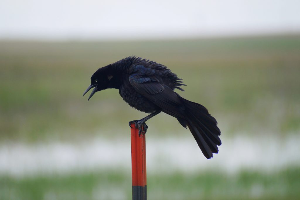 Great-tailed Grackle at Hansen WPA, Clay Co June 2019 by Joel G. Jorgensen