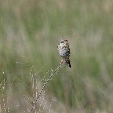 Henslow’s Sparrow at Spring Creek Prairie, Lancaster Co 16 May 2008 by Phil Swanson