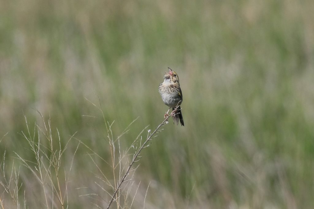 Henslow’s Sparrow at Spring Creek Prairie, Lancaster Co 16 May 2008 by Phil Swanson
