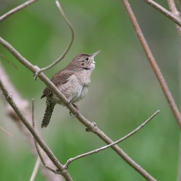 House Wren at Fontenelle Forest, Sarpy Co 7 May 2006 by Phil Swanson