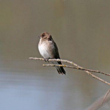 Northern Rough-winged Swallow at Fontenelle Forest,Sarpy County 3 May 2011 by Phil Swanson