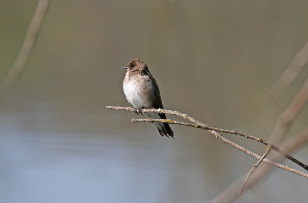 Northern Rough-winged Swallow at Fontenelle Forest,Sarpy County 3 May 2011 by Phil Swanson