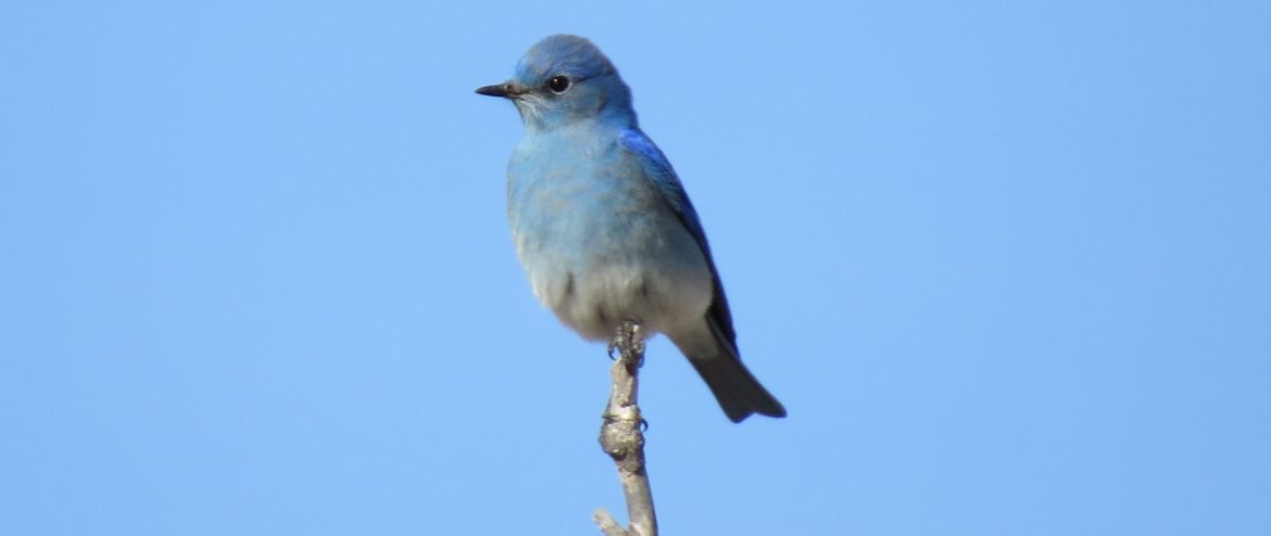 MOUNTAIN BLUEBIRD - Birds of Nebraska - Online