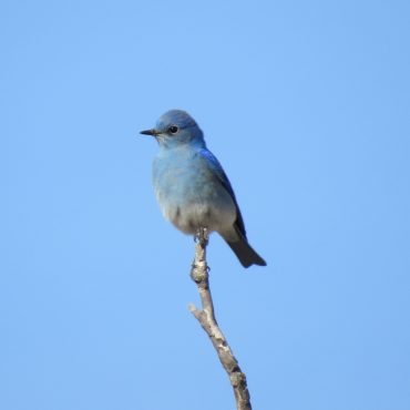 Mountain Bluebird in Box Butte Co by Joel G. Jorgensen