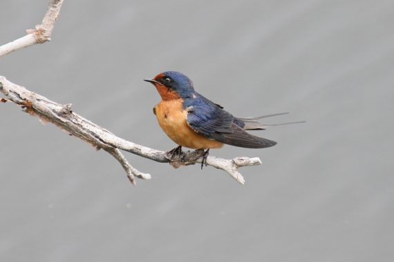 Barn Swallow at Fontenelle Forest, Sarpy Co 15 May 2011 by Phil Swanson