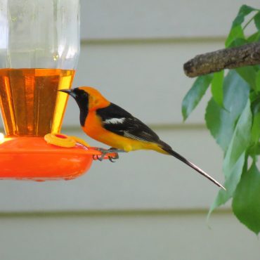 Hooded Oriole at Garrison, Butler Co 28 May 2013 by Joel G. Jorgensen