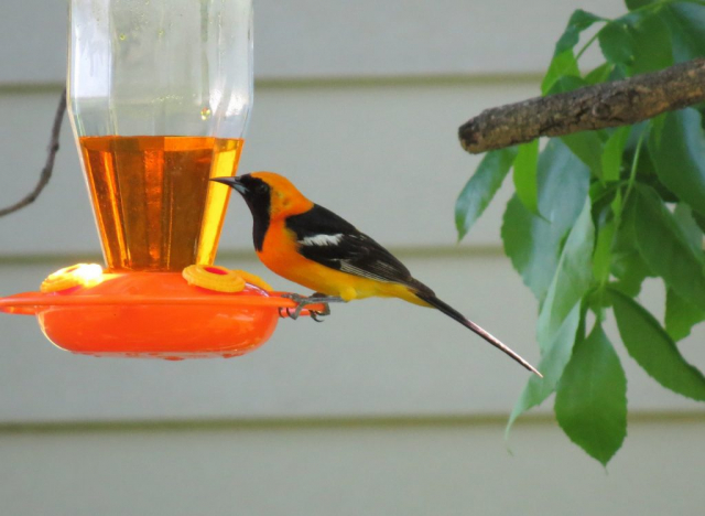 Hooded Oriole at Garrison, Butler Co 28 May 2013 by Joel G. Jorgensen
