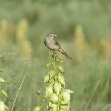 Cassin's Sparrow in Dundy Co June 2018 By Joel G. Jorgensen