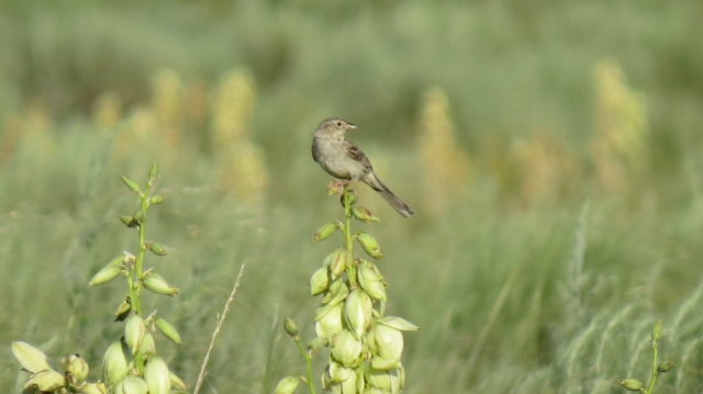 Cassin's Sparrow in Dundy Co June 2018 By Joel G. Jorgensen