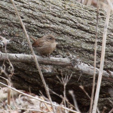 Winter Wren at Fontenelle Forest, Sarpy Co 27 Mar 2009 by Phil Swanson