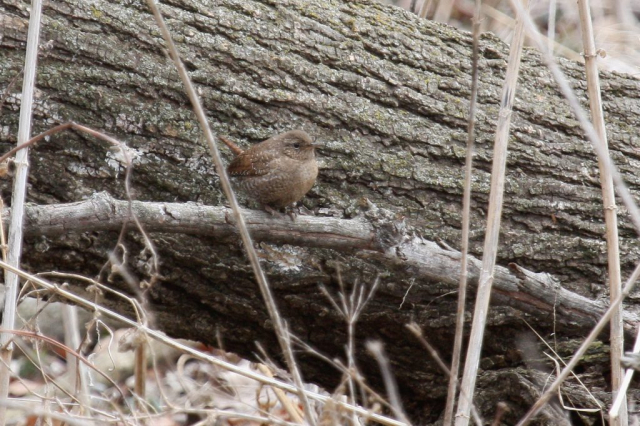Winter Wren at Fontenelle Forest, Sarpy Co 27 Mar 2009 by Phil Swanson