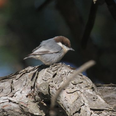 Brown-headed Nuthatch at Holmes Lake, Lancaster Co 13 Nov 2010 by Phil Swanson